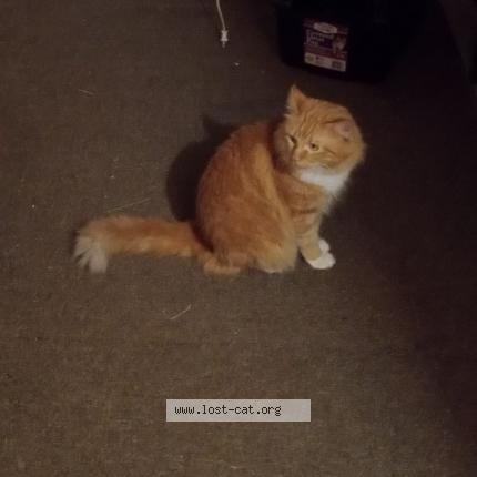 Foto 1/1 Bubba's Chat perdido en Springfield