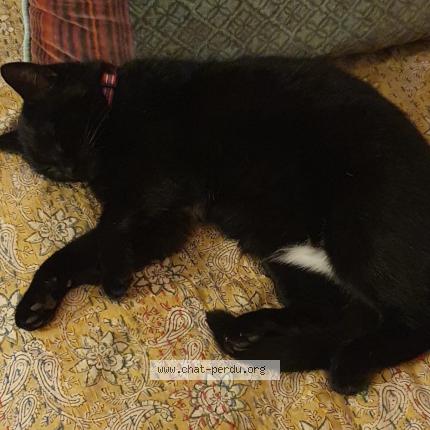 Foto 1/1 Albertine Chat perdido en Mayet