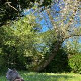 Foto del gato perdido en Craponne