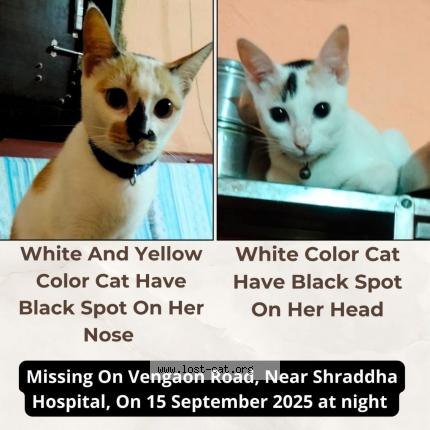 Foto 1/1 Chhitu Chat perdido en Karjat