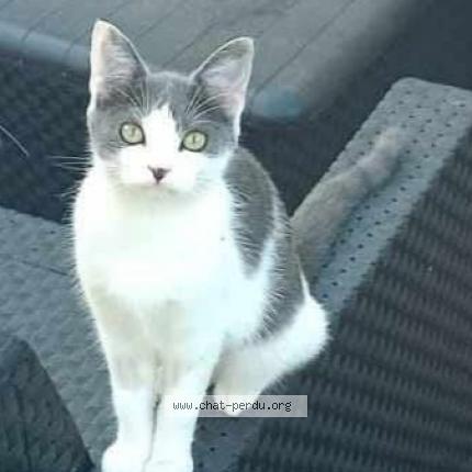 Foto 1/1 Mila Chat perdido en Loudeac