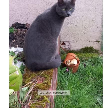 Foto 1/1 CHARLY Chat perdido en Chastellux sur curre