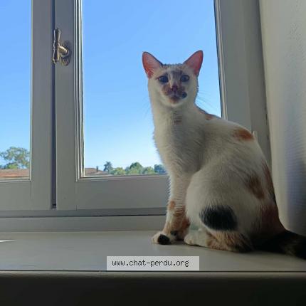 Foto 1/1 Brioche Chat perdido en Saint lager