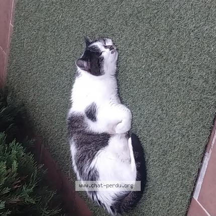 Foto 1/1 Noisette Chat perdido en Verneuil sur seine