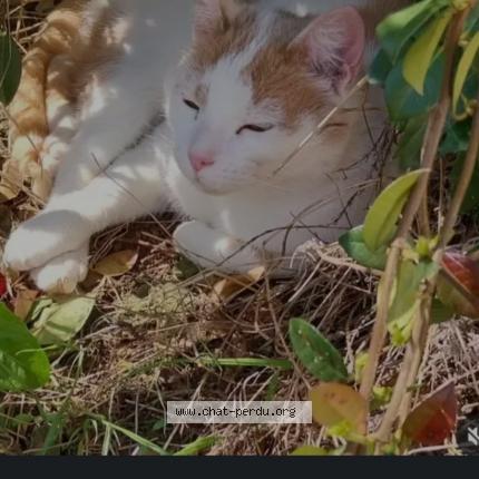 Foto 1/1 Loulou Chat perdido en St martin de st maixent