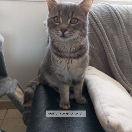 Foto 1/1 Vini Chat perdido en Nouvelle eglise