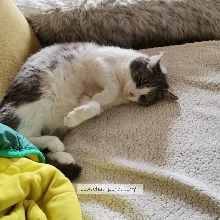 Foto 1/1 BAMBOU Chat perdido en Saint sandoux