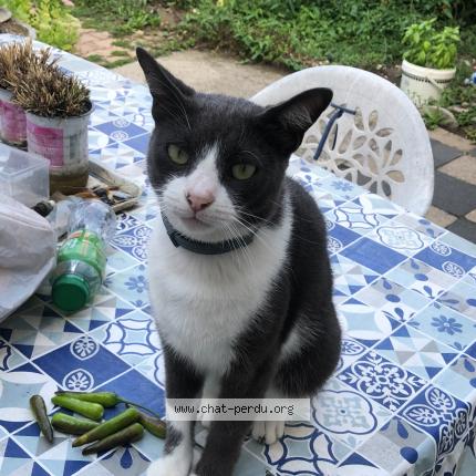Foto 1/1 Masal Chat perdido en Bourgoin jallieu