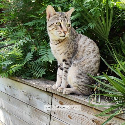 Foto 1/1 Achille Chat perdido en Tourcoing