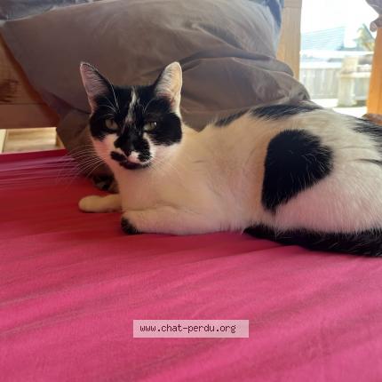 Foto 1/1 PIZZA Chat perdido en Les adrets