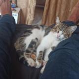 Foto de un gato reunido en Senia