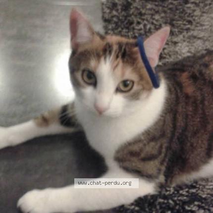 Foto 1/1 Mia Chat perdido en Ouveillan