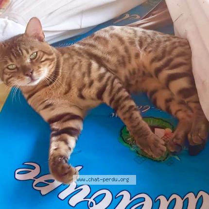 Foto 1/1 SHARLY Chat perdido en La valette du var toulon