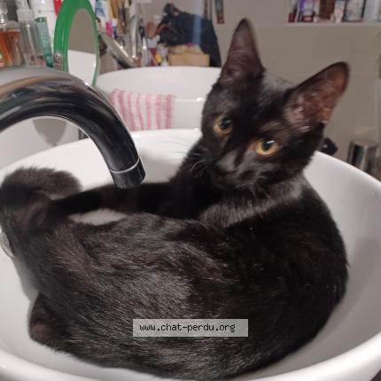 Foto 1/1 Froufrou Chat perdido en Saint brice