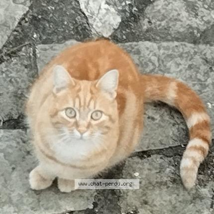 Foto 1/1 Sparrow Chat perdido en Gradignan