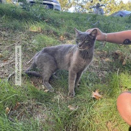Foto 1/1 Gato encontrado Encontrado en Carcassonne