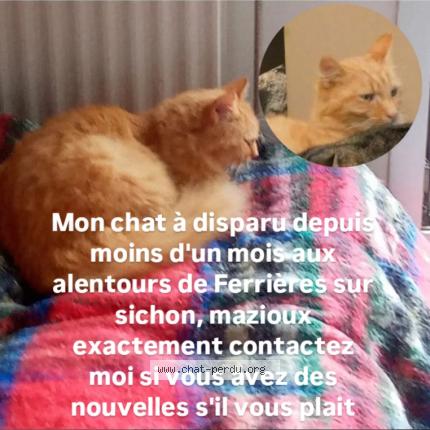 Foto 1/1 Amé Chat perdido en Mazioux