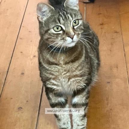 Foto 1/1 FANTA Chat perdido en Lugrin