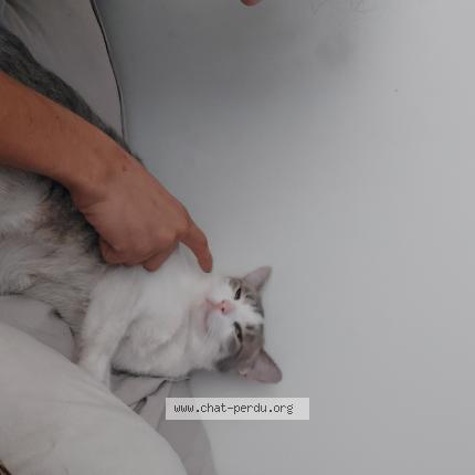 Foto 1/1 Princesse Chat perdido en Montreal