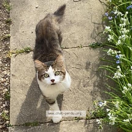 Foto 1/1 FOLY Chat perdido en Villeneuve le roi