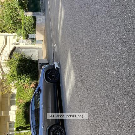 Foto 1/1 Gato encontrado Encontrado en Mulhouse