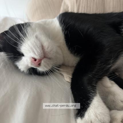 Foto 1/1 Raoul Chat perdido en Lille