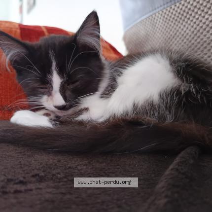 Foto 1/1 Oréo Chat perdido en Les eparres