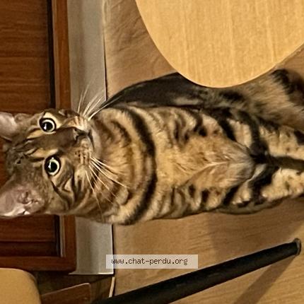 Foto 1/1 Wallace Chat perdido en Paris