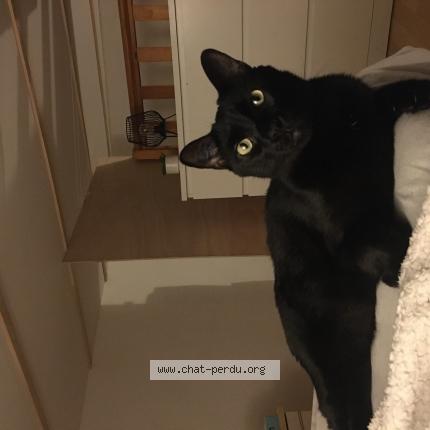 Foto 1/1 Salem Chat perdido en Narbonne