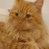 Foto del gato perdido en Izon