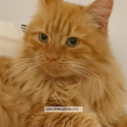 Foto 1/1 Tyrion Chat perdido en Izon