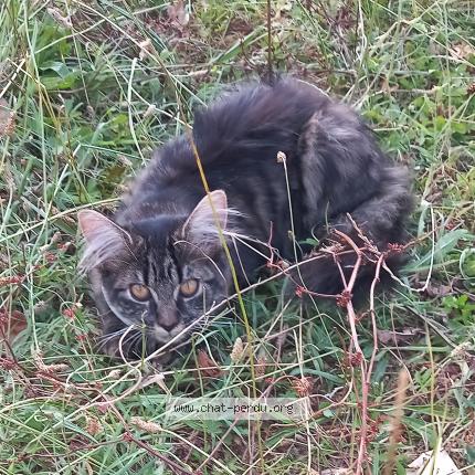 Foto 1/1 Princesse Chat perdido en Blaye les mines