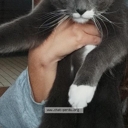 Foto 1/1 Piloo Chat perdido en Le chesnay