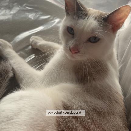 Foto 1/1 Yuna Chat perdido en Nancy