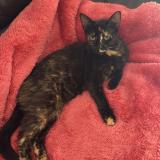 Foto del gato perdido en Saint Caprais De Bordeaux