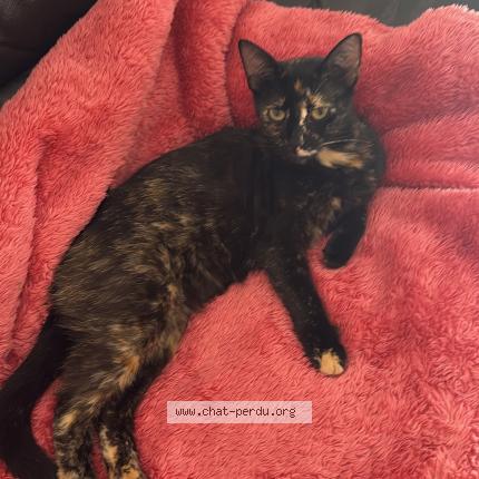 Foto 1/1 Choupette Chat perdido en Saint caprais de bordeaux