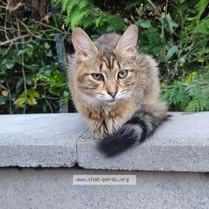 Foto 1/1 Gato encontrado Encontrado en Lalandelle