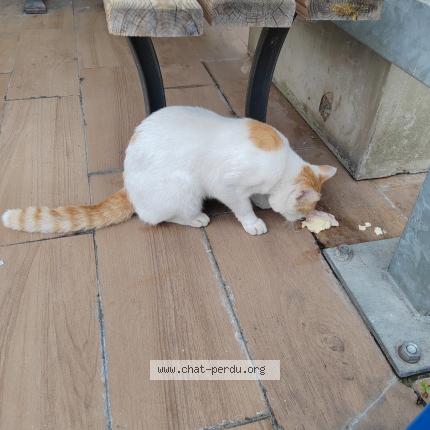 Foto 1/1 Gato encontrado Encontrado en Lompret