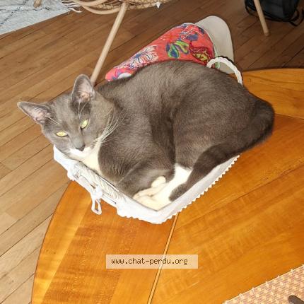 Foto 1/1 Gato encontrado Perdido en Le chesnay