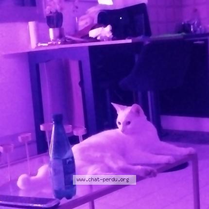 Foto 1/1 tanjaoui harfi ghizlane Chat perdido en Frejus