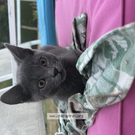 Foto 1/1 A&iuml;ko Chat perdido en Villemade