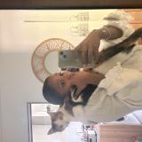 Foto del gato perdido en Toulouse