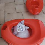 Foto del gato perdido en Megeve