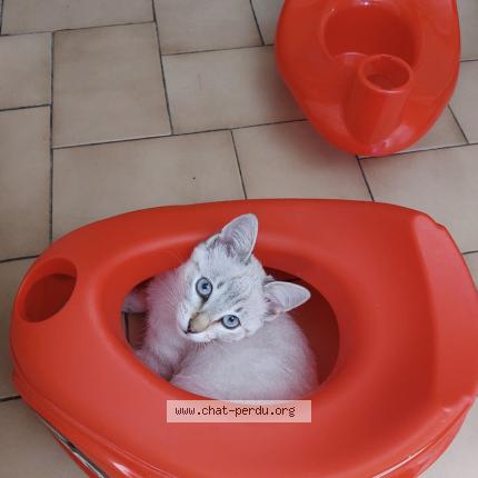 Foto 1/1 Lili Chat perdido en Megeve