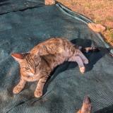 Foto del gato perdido en Xeuilley