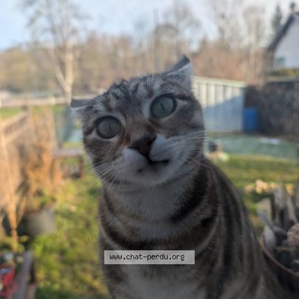 Foto 2/2 Bella Chat perdido en Xeuilley