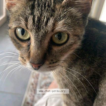 Foto 1/1 Marguerite Chat perdido en La rochelle