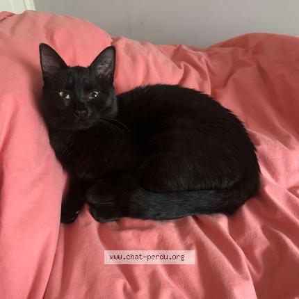 Foto 1/1 LOKY Chat perdido en Questembert