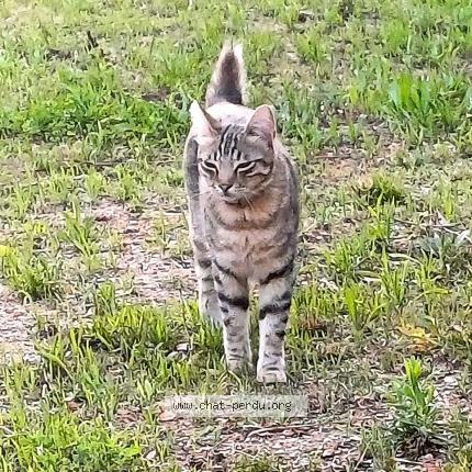 Foto 1/1 TYGER Chat perdido en Toulon