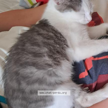 Foto 1/1 Ponyo Chat perdido en Troyes